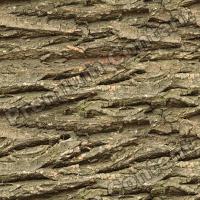 Photo High Resolution Seamless Tree Bark Texture 0001